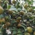 农家山茶油现有50斤