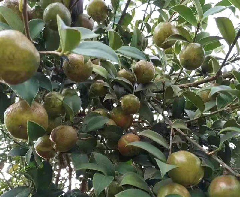 农家山茶油现有50斤
