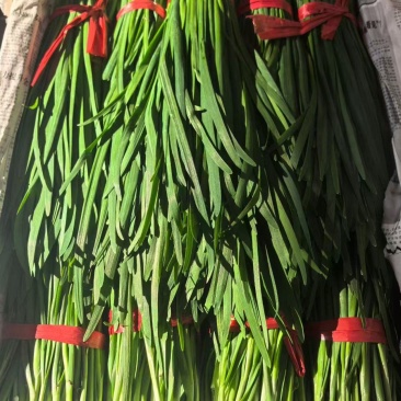 精品二刀小韭菜，适合零售，小卖铺批发摆摊。