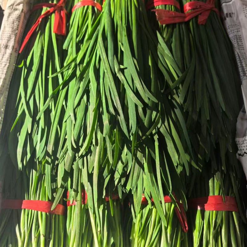 精品二刀小韭菜，适合零售，小卖铺批发摆摊。
