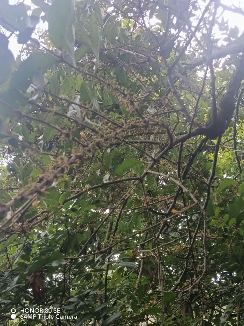 核桃桑寄生