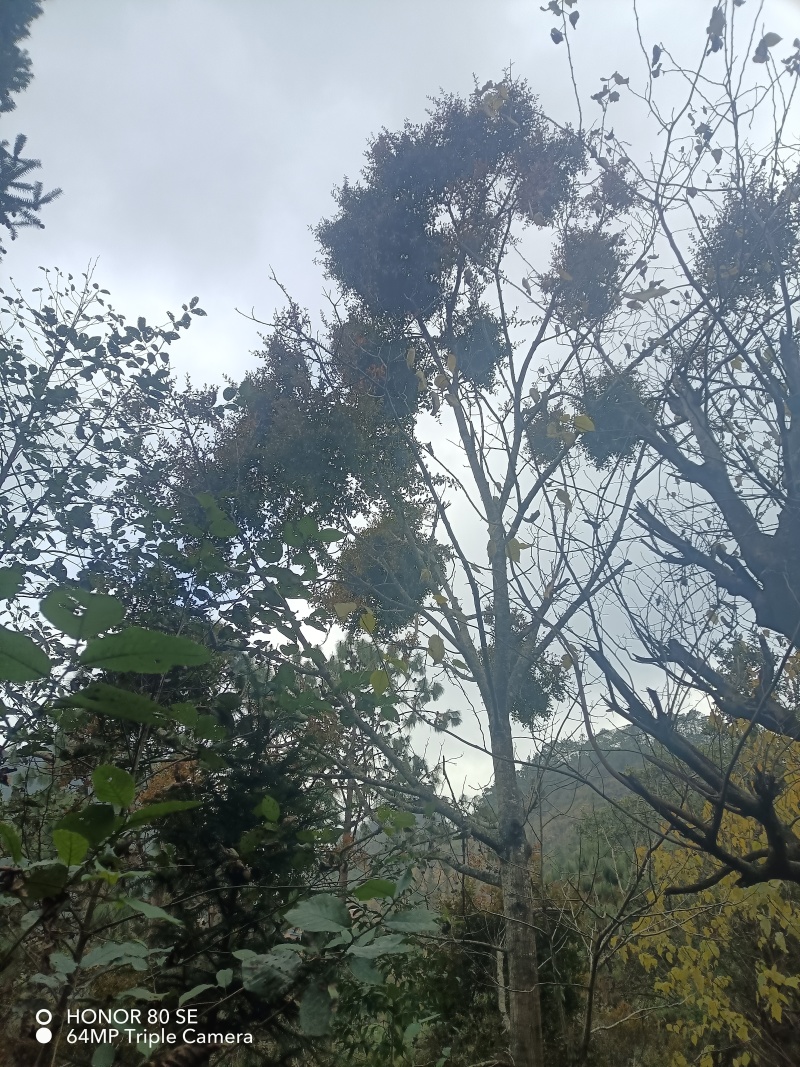 核桃桑寄生