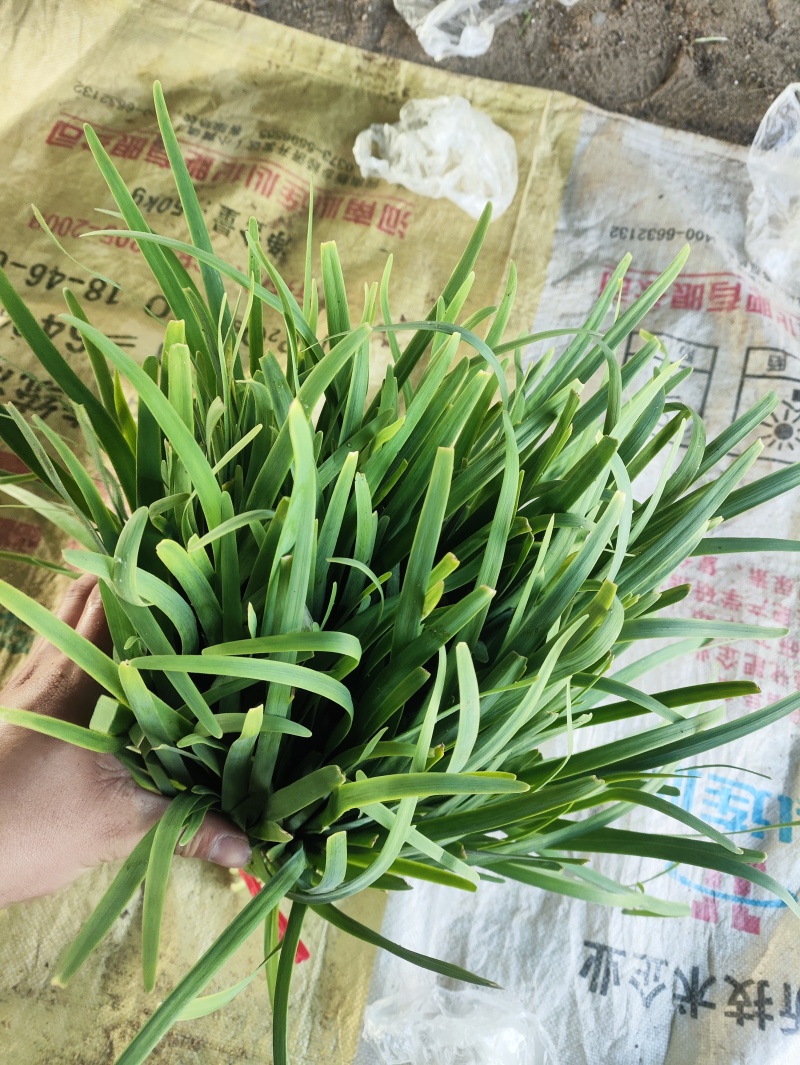 精品二刀小韭菜。叶片没有任何毛病，硬度够硬。