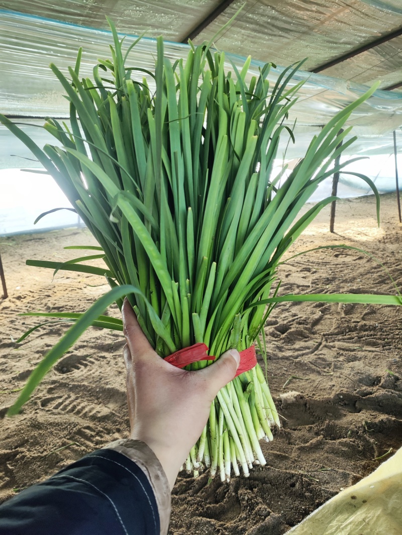 精品二刀小韭菜。叶片没有任何毛病，硬度够硬。