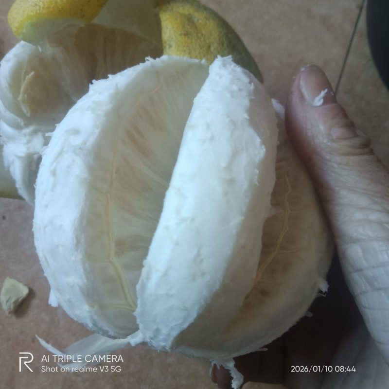 梅州梅县白渡高山黄土沙田柚，皮薄肉厚，汁多，甜有蜜味