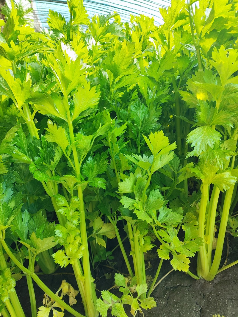 鲜嫩的芹菜