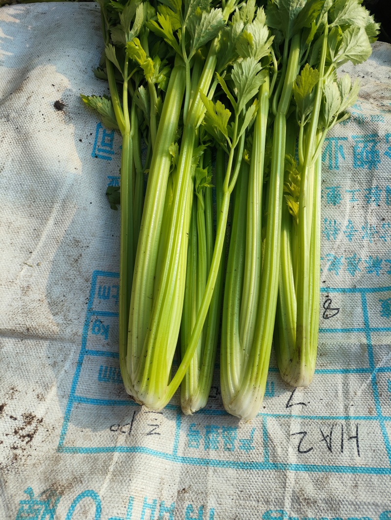 鲜嫩的芹菜
