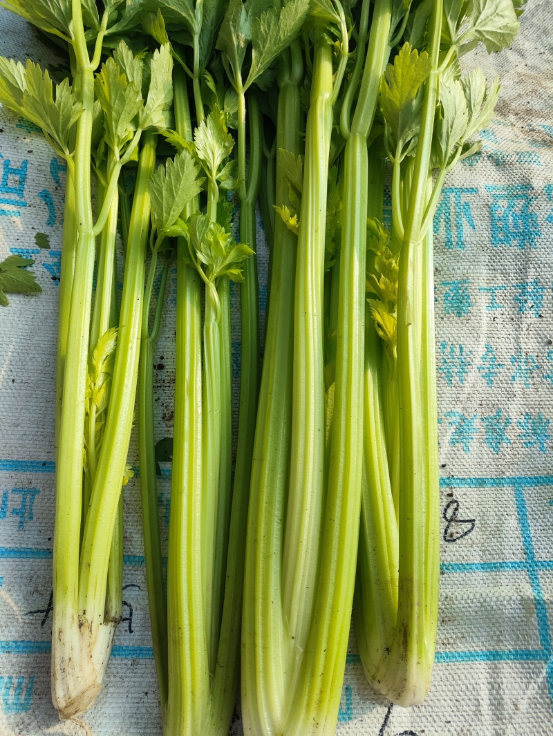 鲜嫩的芹菜