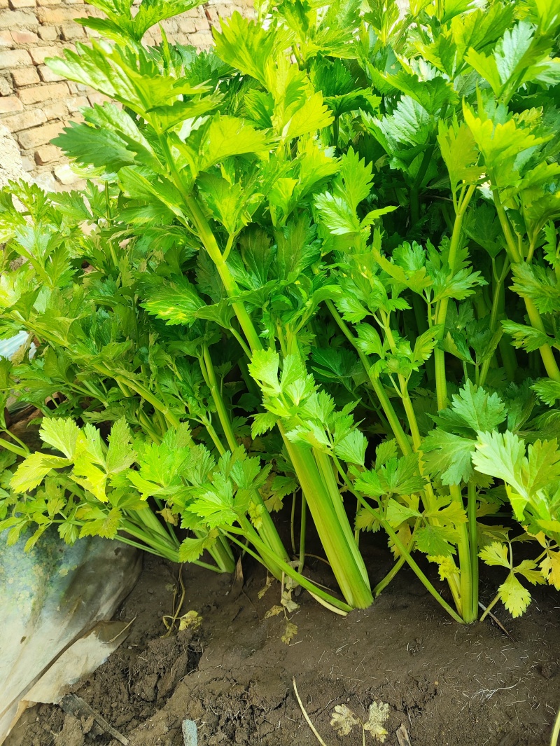 鲜嫩的芹菜