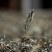 精品普洱茶落水洞产地直供品质保证诚信经营对接超市电商等