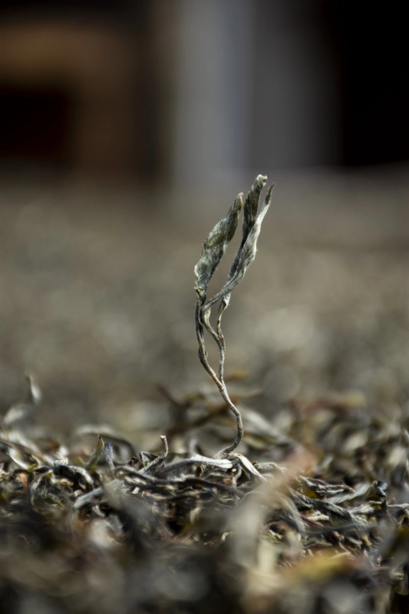 精品普洱茶落水洞产地直供品质保证诚信经营对接超市电商等