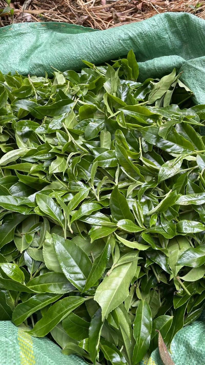 精品普洱茶落水洞产地直供品质保证诚信经营对接超市电商等
