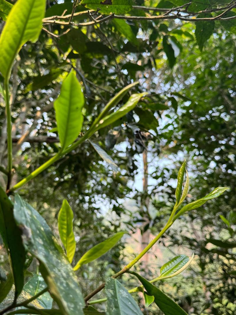 精品普洱茶落水洞产地直供品质保证诚信经营对接超市电商等