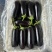 【实力】江苏紫长茄大量接单产地直发量大从优欢迎来电