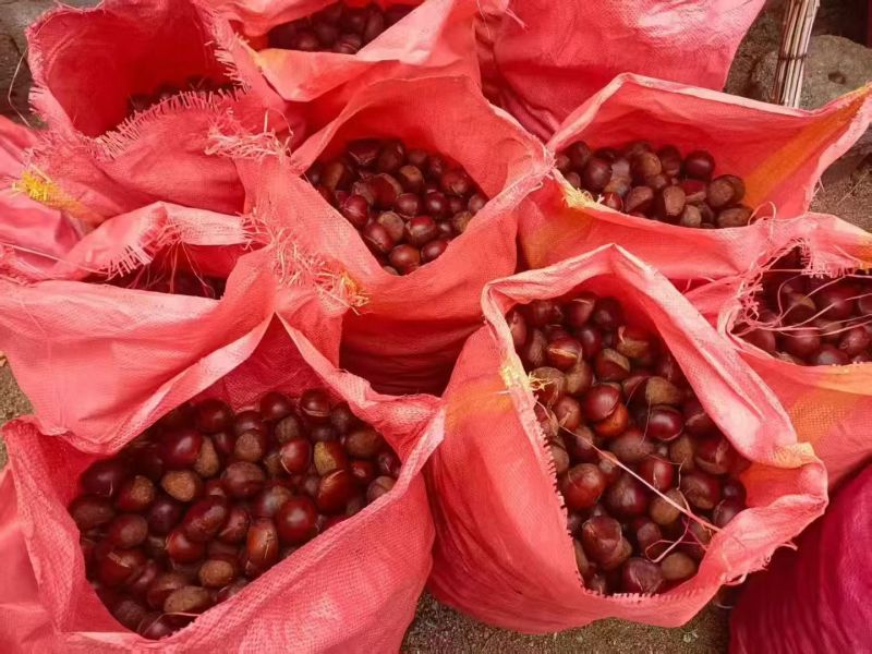 板栗有货，价格优惠质量很好，淄博市临淄区齐都镇东石来宾菜
