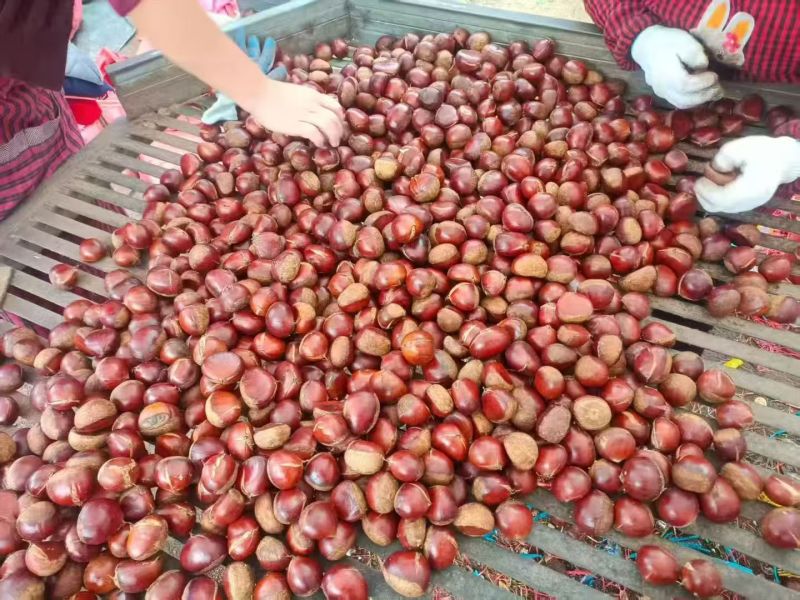 板栗有货，价格优惠质量很好，淄博市临淄区齐都镇东石来宾菜