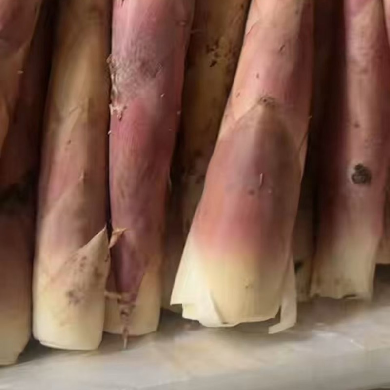 雷竹笋