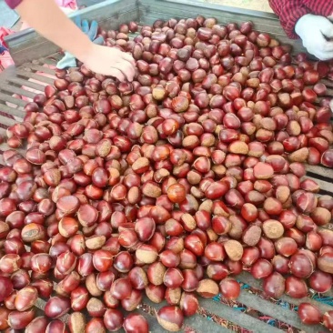 板栗有货，价格优惠质量很好，淄博市临淄区齐都镇东石来宾菜