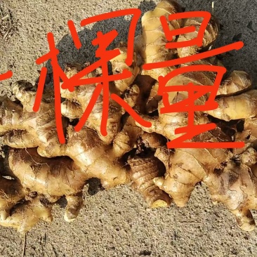 自家农户生姜欢迎大老板来采购主动联系