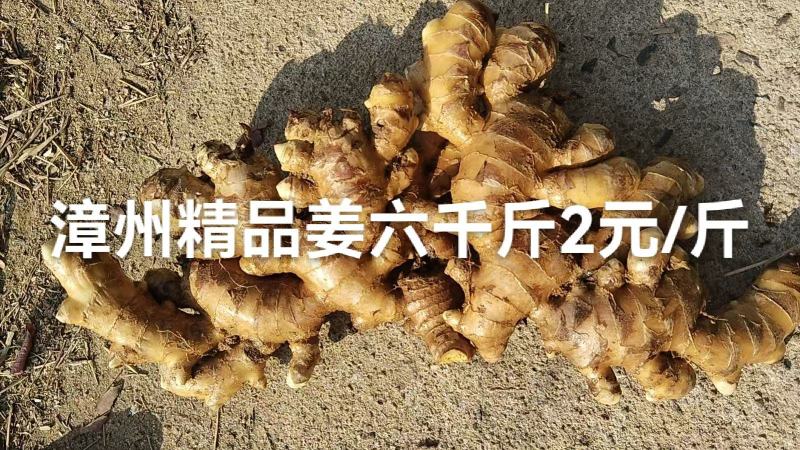 自家农户生姜欢迎大老板来采购主动联系