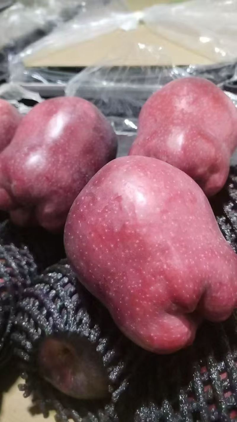 花牛苹果大果小果都有，质量很好，口感很好随到随装欢迎合作