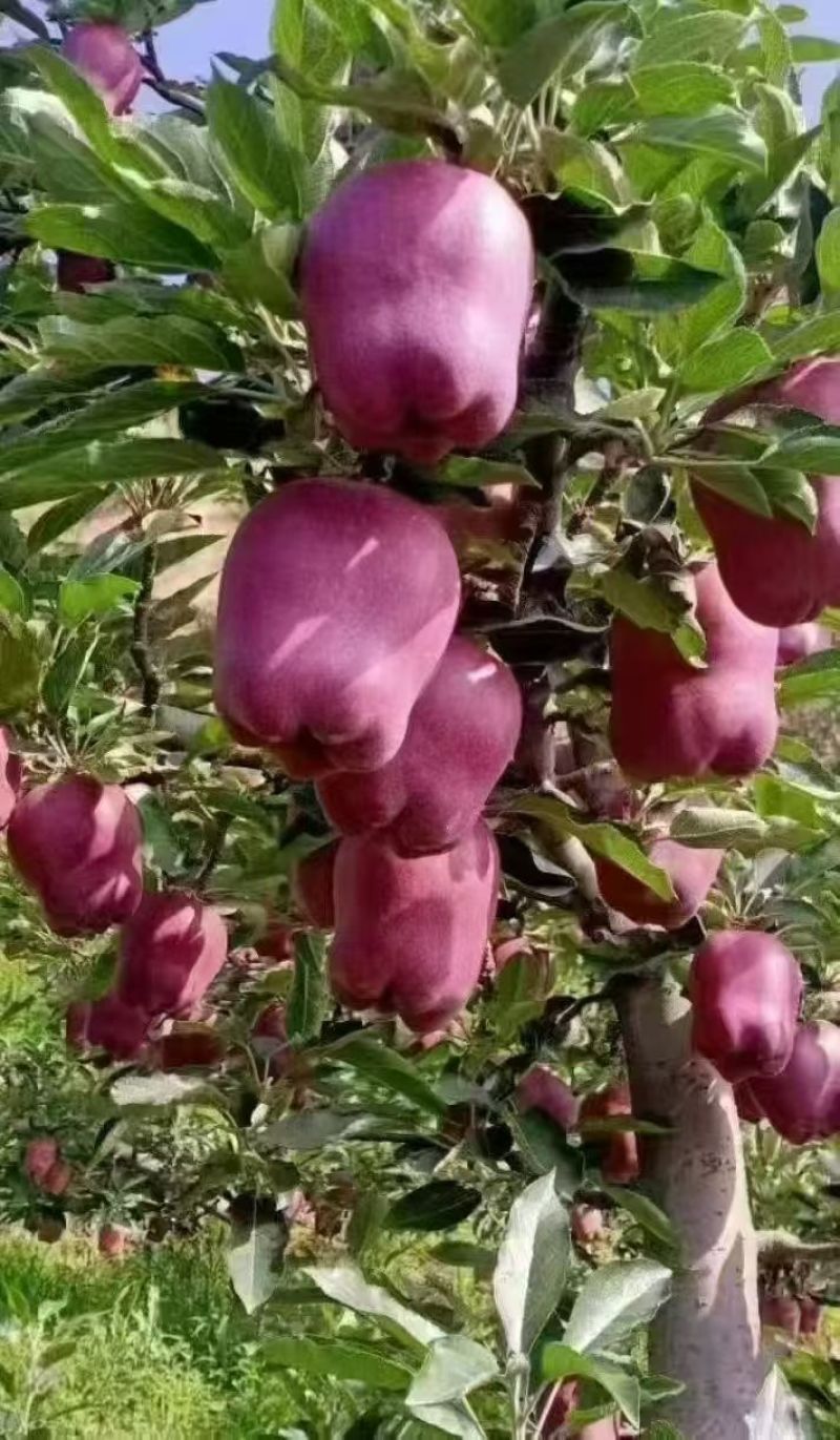 花牛苹果大果小果都有，质量很好，口感很好随到随装欢迎合作