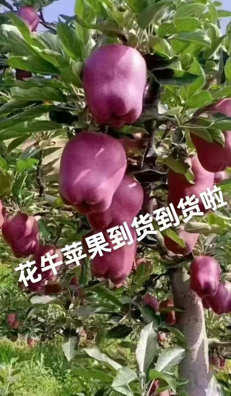 花牛苹果大果小果都有，质量很好，口感很好随到随装欢迎合作
