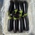 【推荐】江苏长茄大量接单产地直发品质保证欢迎下单
