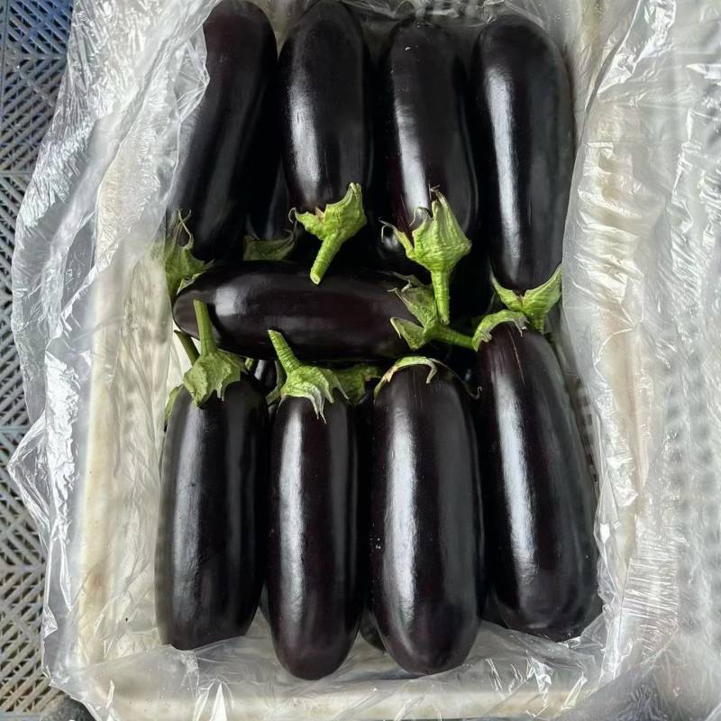 【推荐】江苏长茄大量接单产地直发品质保证欢迎下单