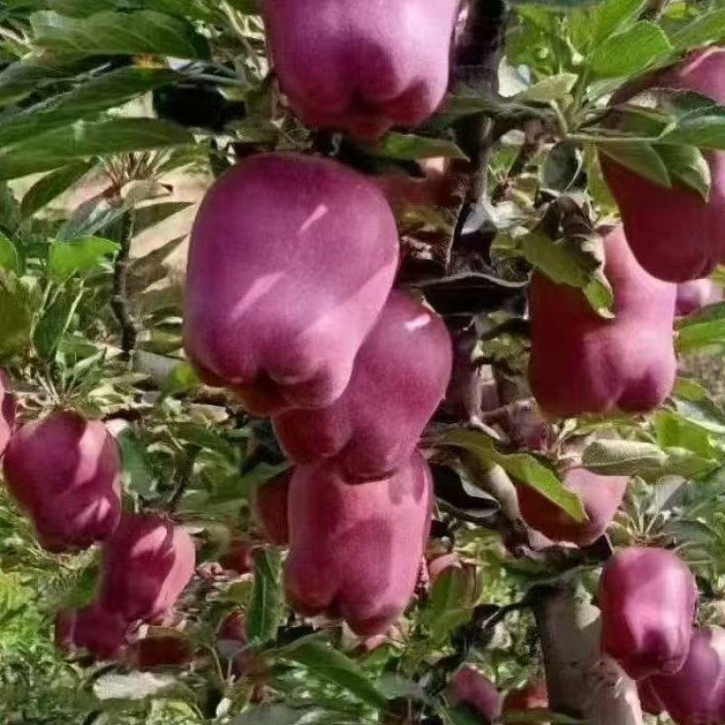 花牛苹果大果小果都有，质量很好，口感很好随到随装欢迎合作