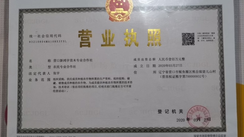 毛桃种子，桃种子，毛桃芽，辽宁毛桃芽，新疆毛桃芽
