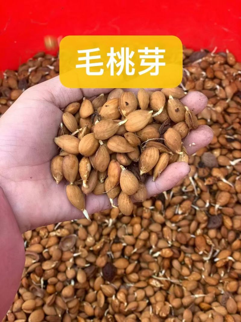 毛桃种子，桃种子，毛桃芽，辽宁毛桃芽，新疆毛桃芽