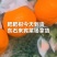 耙耙柑质量很好全大果，全天有货质量保证价格低廉欢迎合作，