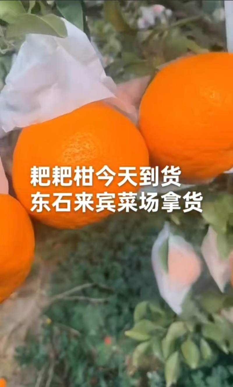 耙耙柑质量很好全大果，全天有货质量保证价格低廉欢迎合作，