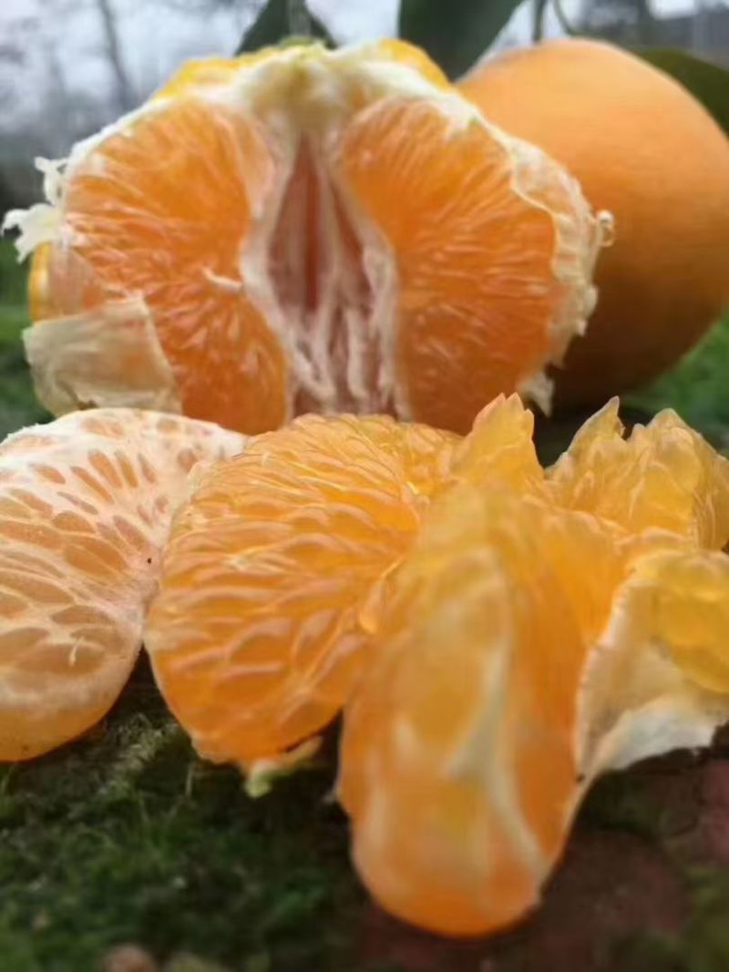 耙耙柑质量很好全大果，全天有货质量保证价格低廉欢迎合作，