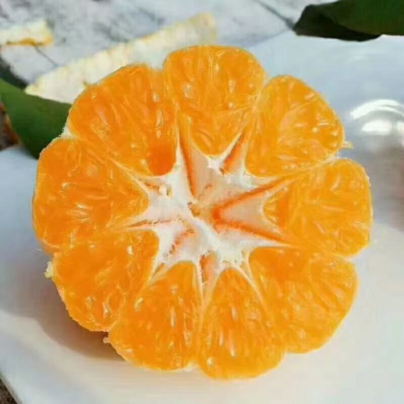 耙耙柑质量很好全大果，全天有货质量保证价格低廉欢迎合作，