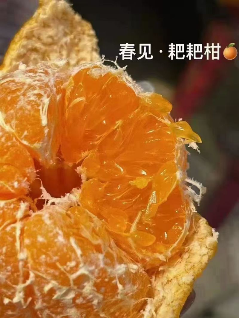耙耙柑质量很好全大果，全天有货质量保证价格低廉欢迎合作，