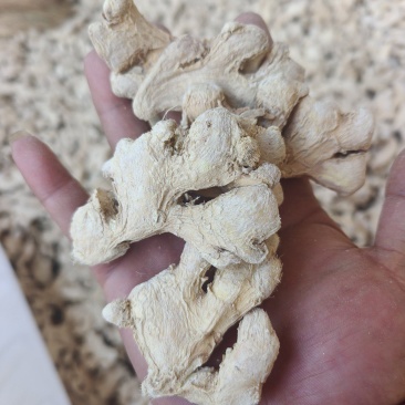 云南罗平小黄姜