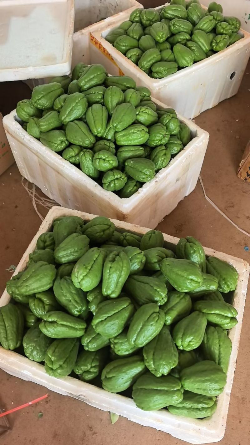徐闻县基地精品佛手瓜，诚信经营，全国代发