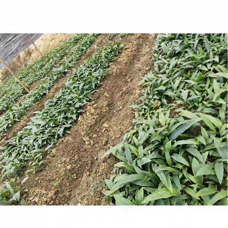 野生毛慈菇净果可要用地头发货诚信经营欢迎实地考察