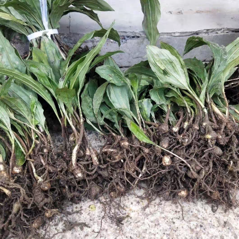 野生毛慈菇净果可要用地头发货诚信经营欢迎实地考察