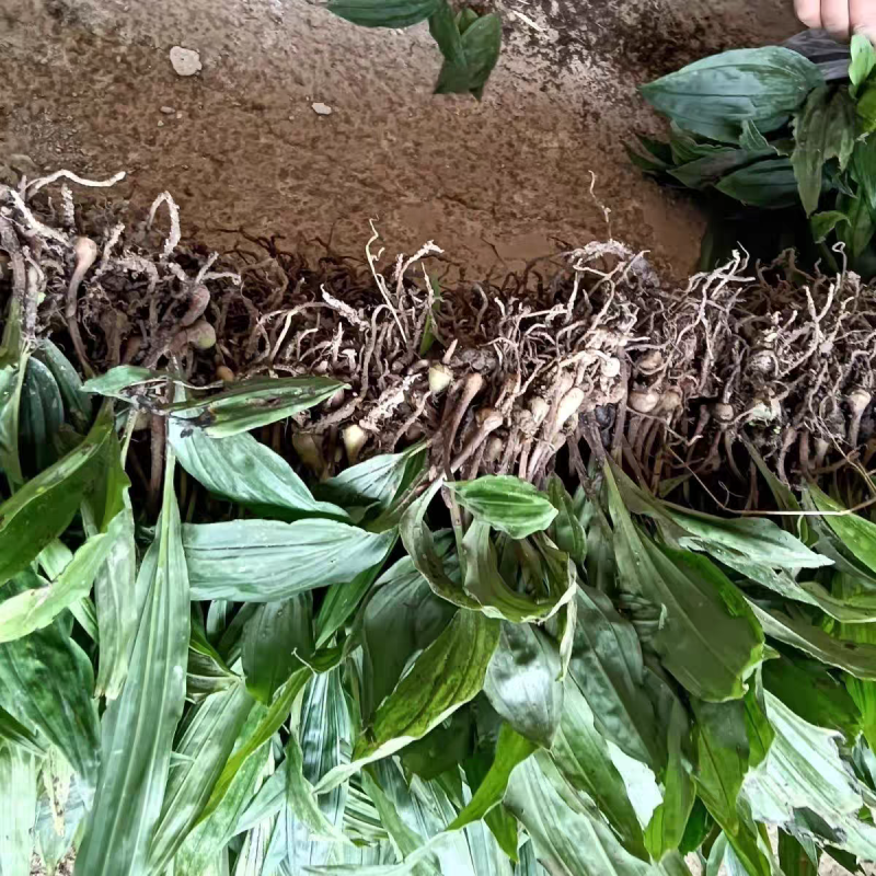野生毛慈菇净果可要用地头发货诚信经营欢迎实地考察