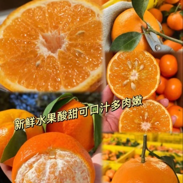 精品沃柑果肉细嫩产地直发量大从优欢迎致电