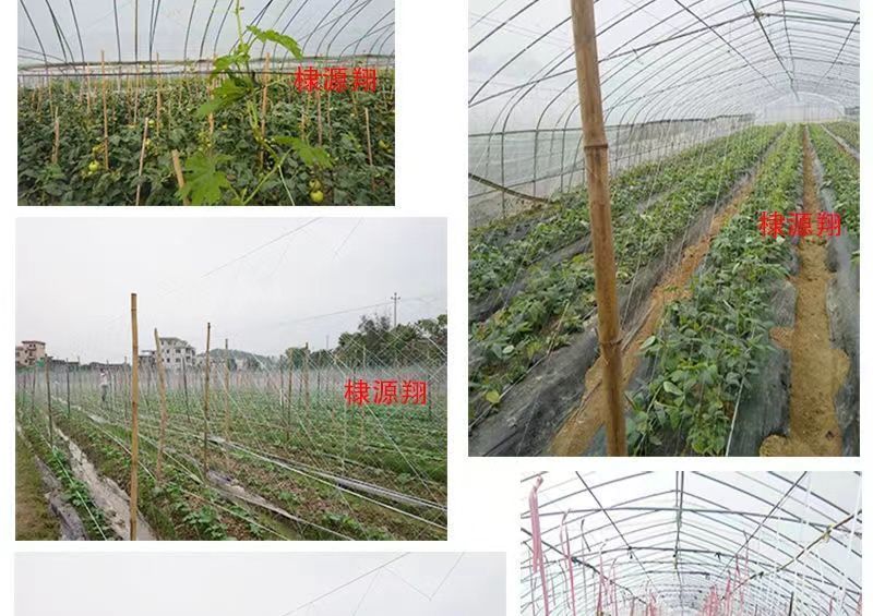 植物攀爬网黄瓜吊瓜育苗豆角百香果豆角苦瓜丝瓜爬藤网瓜网保