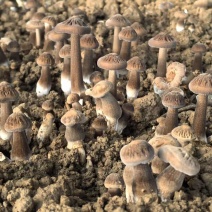 鸡枞菌/新鲜黑皮鸡枞/源头好货/可定制/货源充足/现货供