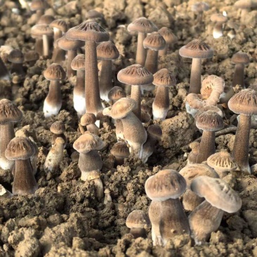 鸡枞菌/新鲜黑皮鸡枞/源头好货/可定制/货源充足/现货供