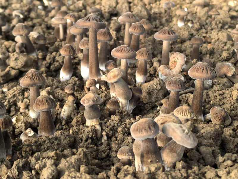 鸡枞菌/新鲜黑皮鸡枞/源头好货/可定制/货源充足/现货供