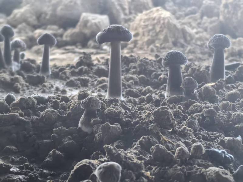 鸡枞菌/新鲜黑皮鸡枞/源头好货/可定制/货源充足/现货供