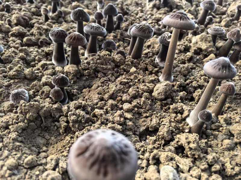 鸡枞菌/新鲜黑皮鸡枞/源头好货/可定制/货源充足/现货供