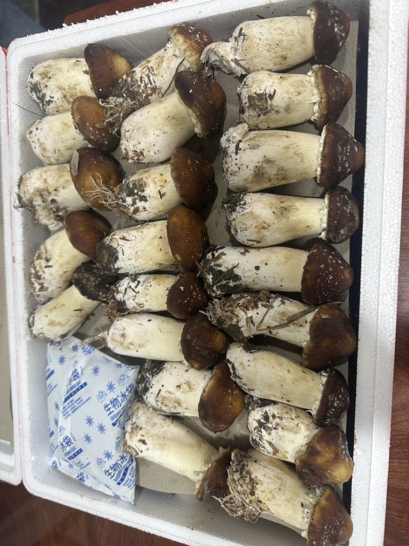 姬松茸